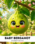 Baby Bergamot