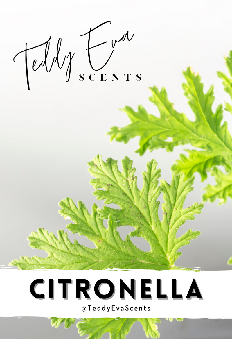 Citronella wax melt