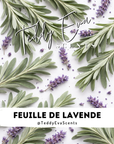 Feuille de Lavende