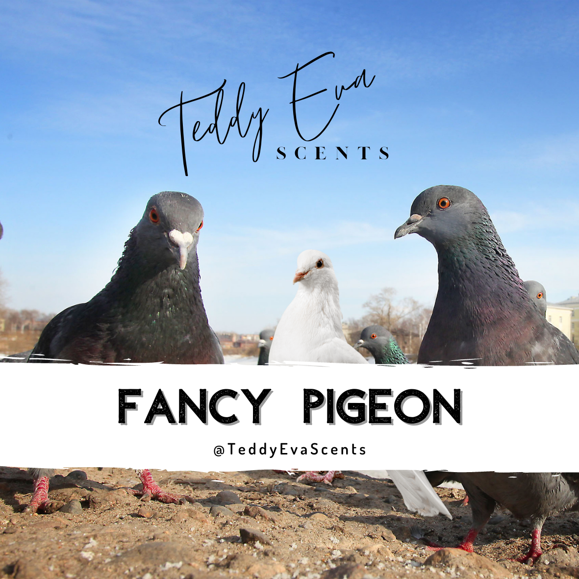 Fancy Pigeon (Dove) Teddy Pot